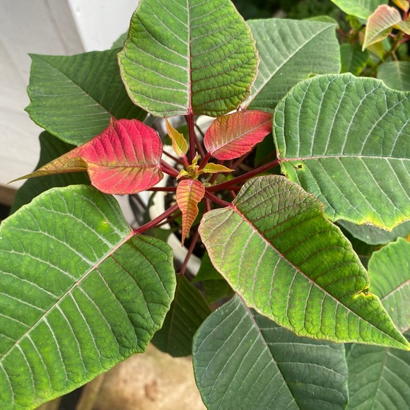 Meet your Posher, Bernice - Picture 2 of 12